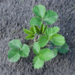 Aardbeistekken